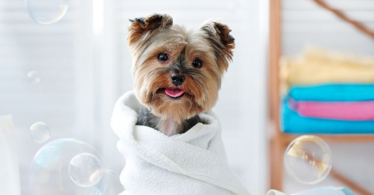 dog in a towel